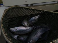 Zarybňování Litavky (11)